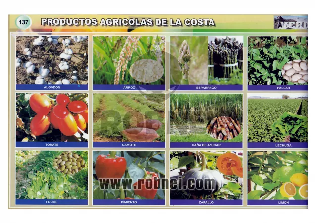 Productos Agricolas De La Costa Peruana